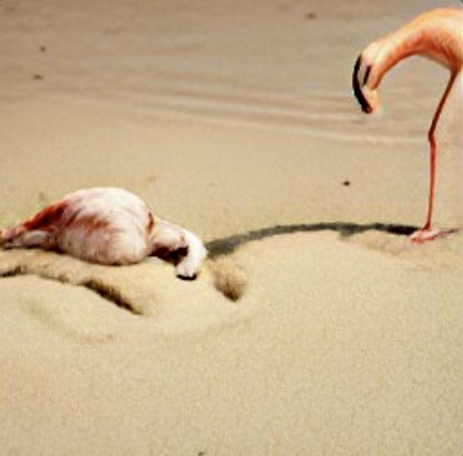 Pink Flamingos, 2022